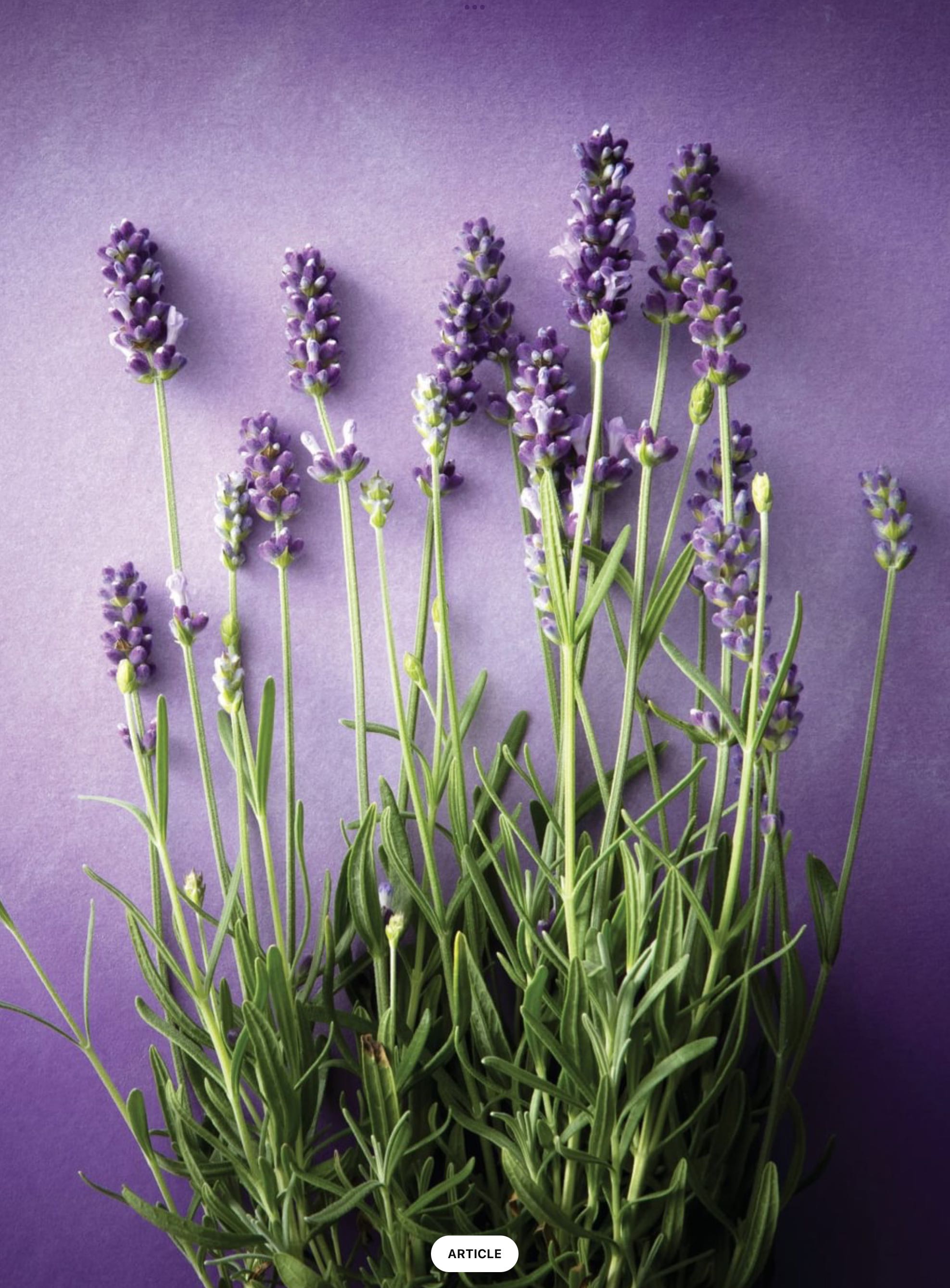 Plants That Heal - A Comprehensive Guide To All-Natural, Plant-Based Medicine  (December) magazine collectible - Main Image 2