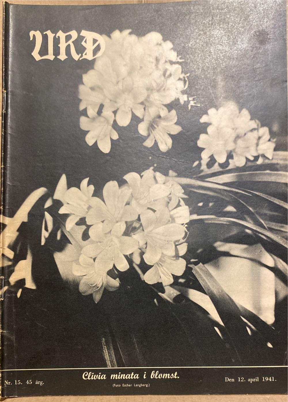 Digital Photographer