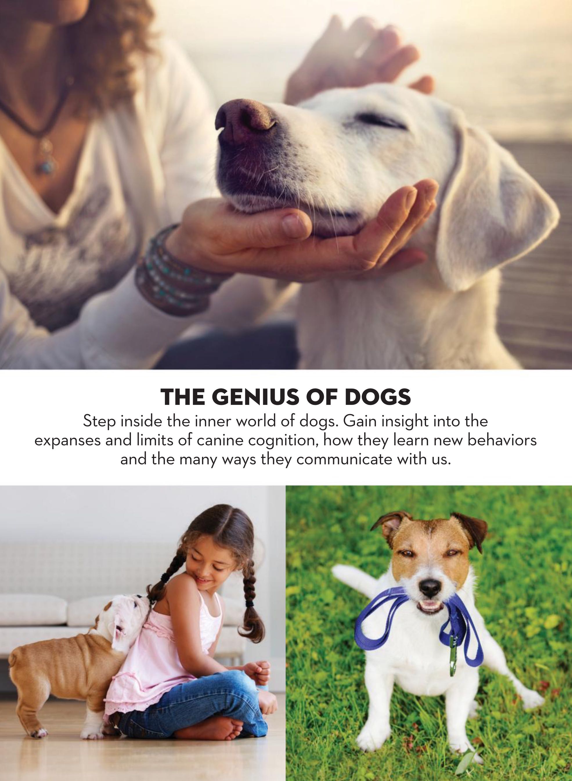 PawPrint Inside a Dog’s Brain  2021 October  (October) magazine collectible - Main Image 2