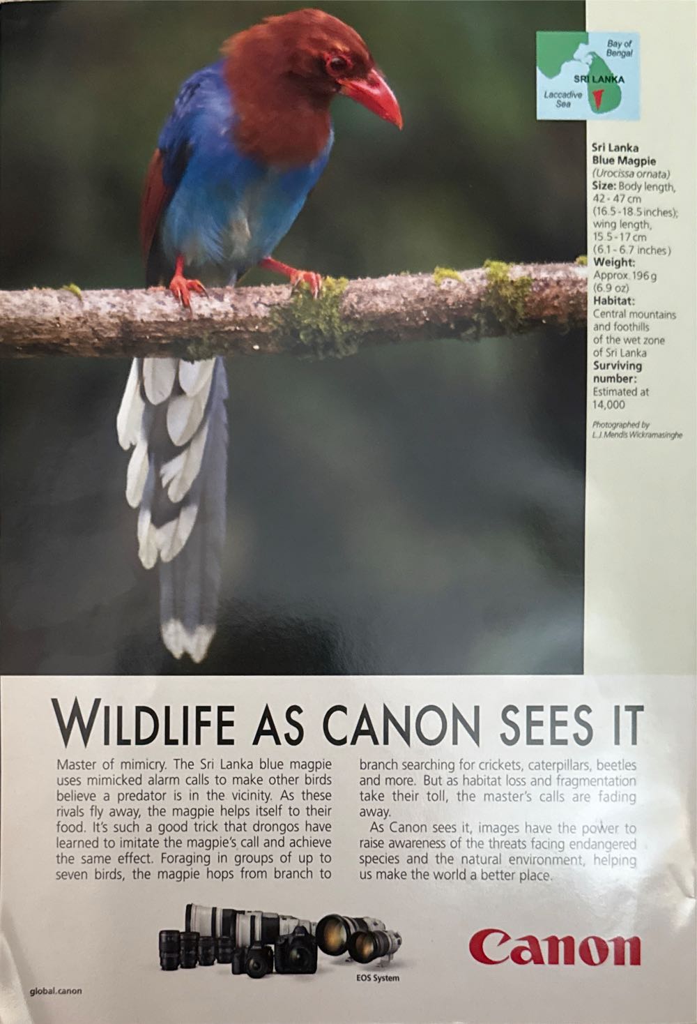 Vikings  (March) magazine collectible - Main Image 2