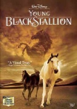 Young Black Stallion