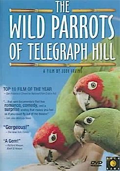 Wild Parrots of Telegraph Hill
