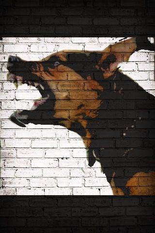 Shrek  2 DVD movie collectible [Barcode 7892141404679] - Main Image 2