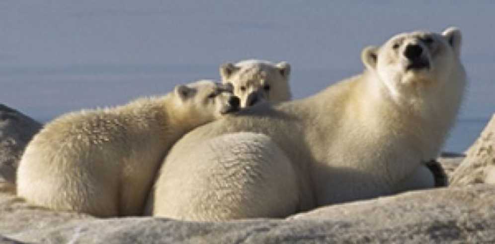 Arctic Tale DVD movie collectible [Barcode 097363471349] - Main Image 4