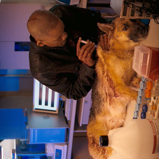 I Am Legend DVD movie collectible [Barcode 883929018352] - Main Image 3