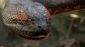 Anaconda Blu-ray movie collectible [Barcode 043396306103] - Main Image 4