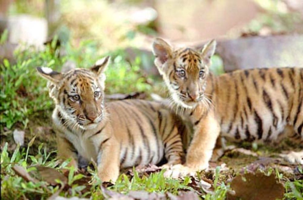 Two Brothers DVD movie collectible [Barcode 025192412721] - Main Image 3