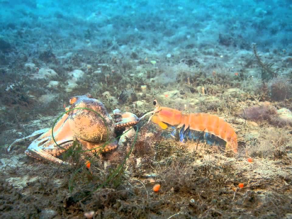 IMAX: Deep Sea DVD movie collectible [Barcode 794051813022] - Main Image 3