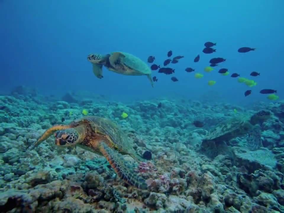 IMAX: Deep Sea DVD movie collectible [Barcode 794051813022] - Main Image 4