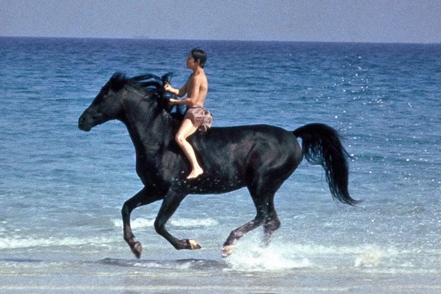 The Black Stallion DVD movie collectible [Barcode 715515151214] - Main Image 2