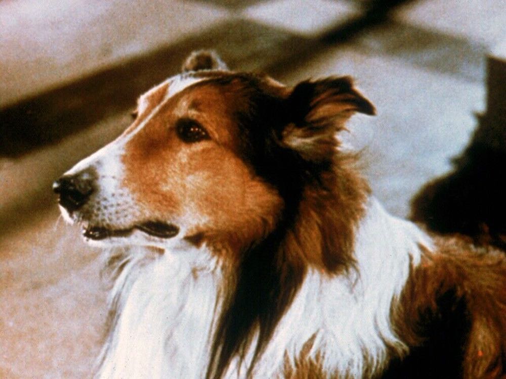 Lassie DVD movie collectible [Barcode 097363303442] - Main Image 3