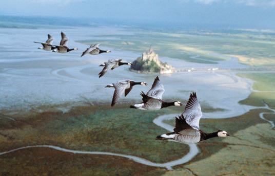 Winged Migration DVD movie collectible [Barcode 043396133723] - Main Image 2