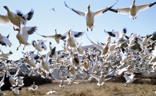 Winged Migration DVD movie collectible [Barcode 043396133723] - Main Image 3