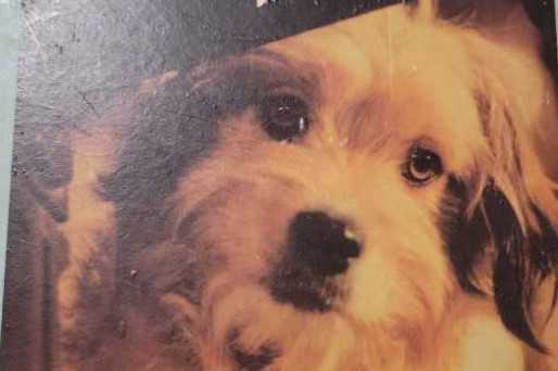 For the Love of Benji * DVD movie collectible [Barcode 024543704799] - Main Image 2