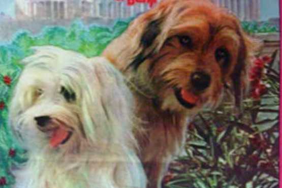 For the Love of Benji * DVD movie collectible [Barcode 024543704799] - Main Image 3