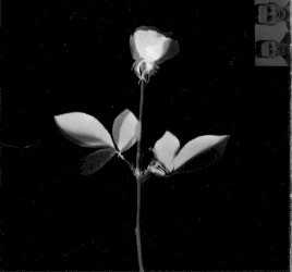 Violator - Depeche Mode (CD - 47) music collectible [Barcode 3268440307432] - Main Image 3