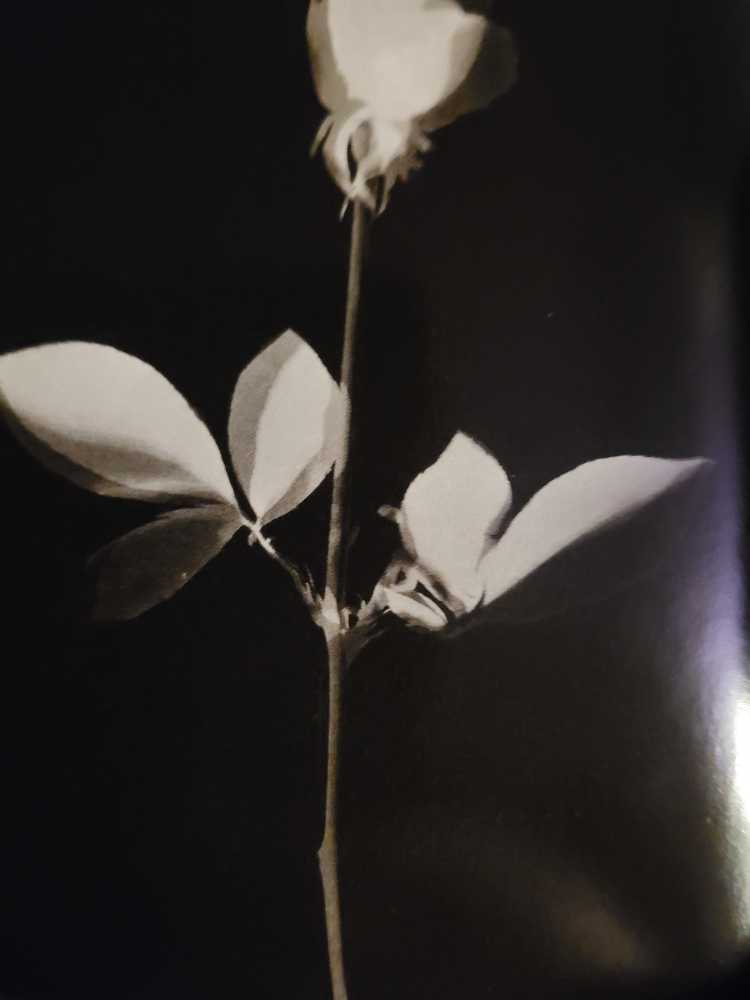 Violator - Depeche Mode (CD - 47) music collectible [Barcode 4006758468594] - Main Image 4