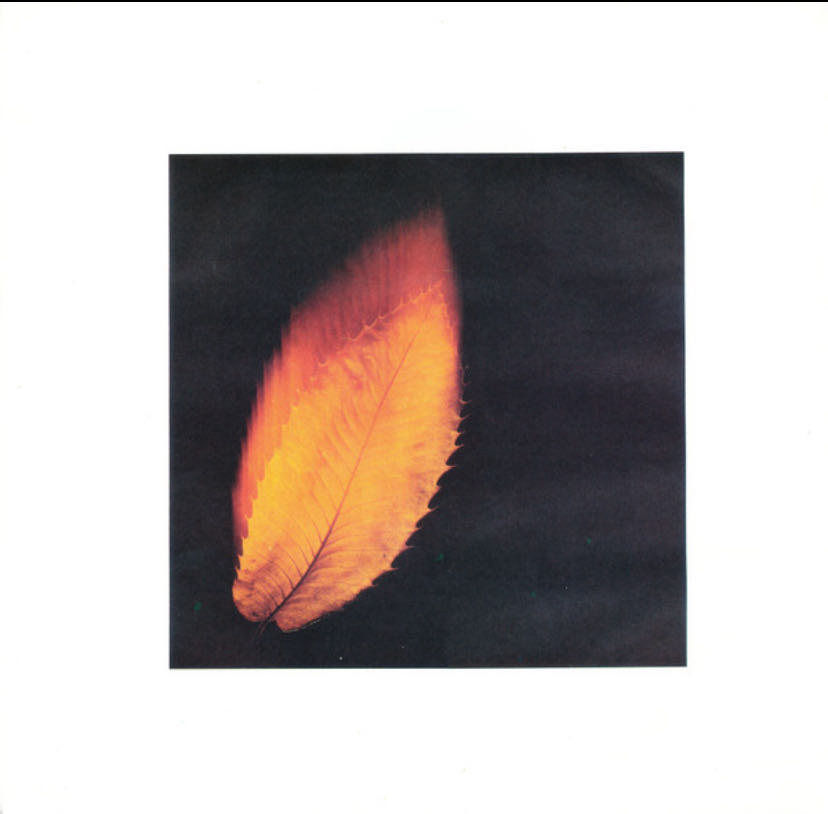 Shaking The Tree - Peter Gabriel (12”) music collectible [Barcode 5012981600013] - Main Image 3