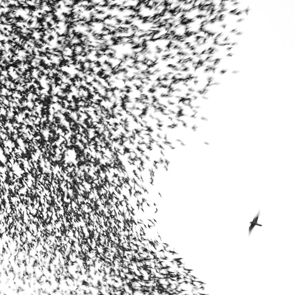 Image 1231694