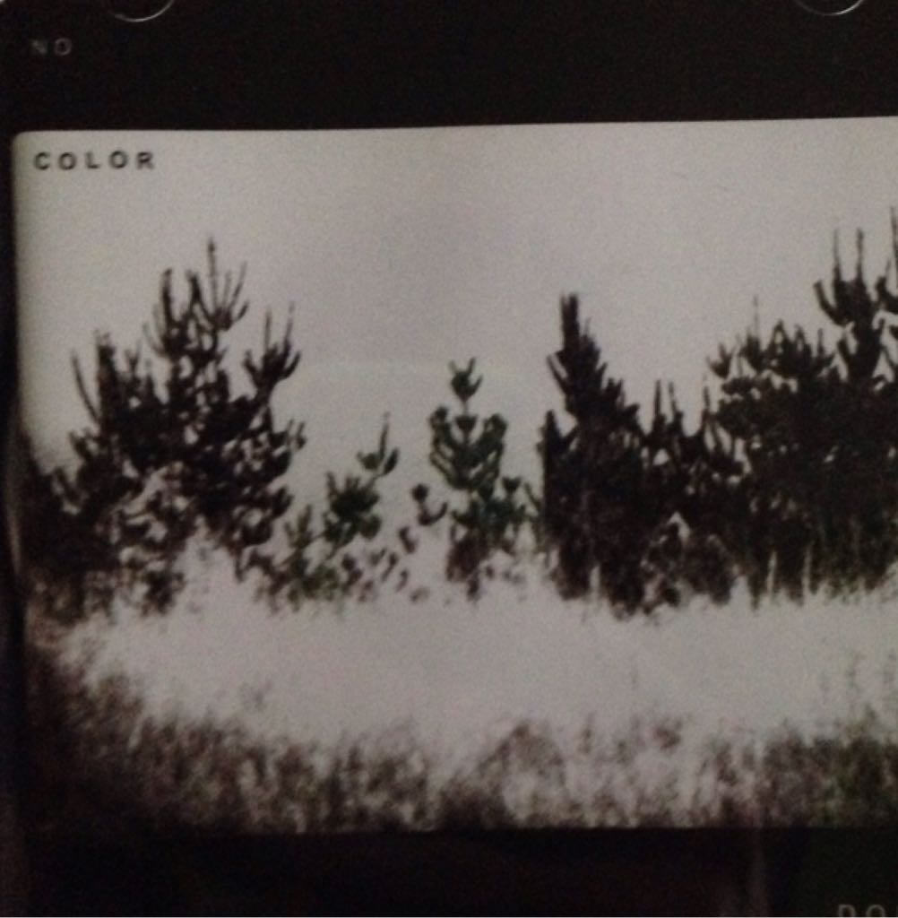 joannie madden whistle on the wind