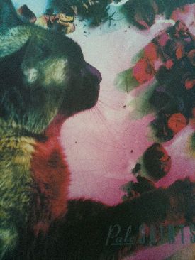 You Are The Universe