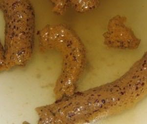 Black Seeds of Vengeance - nile (CD - 43) music collectible [Barcode 781676644827] - Main Image 3