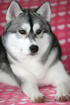 Image 1296604