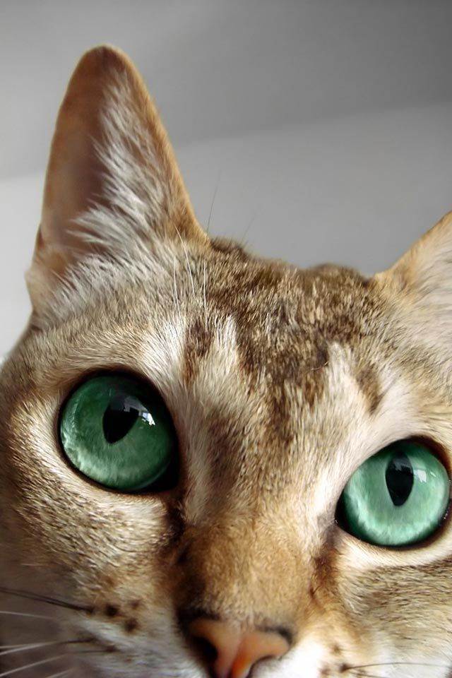 Boyfriend - Justin Bieber (CD - 2:52) music collectible [Barcode 602537018277] - Main Image 2