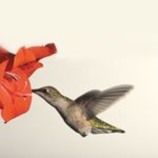 Image 1320327