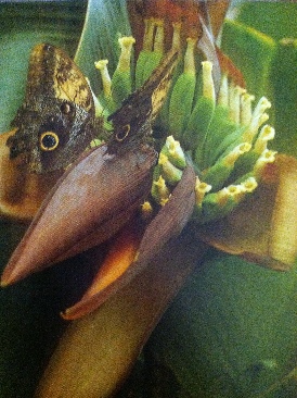 Les 50 Plus Belles Chansons