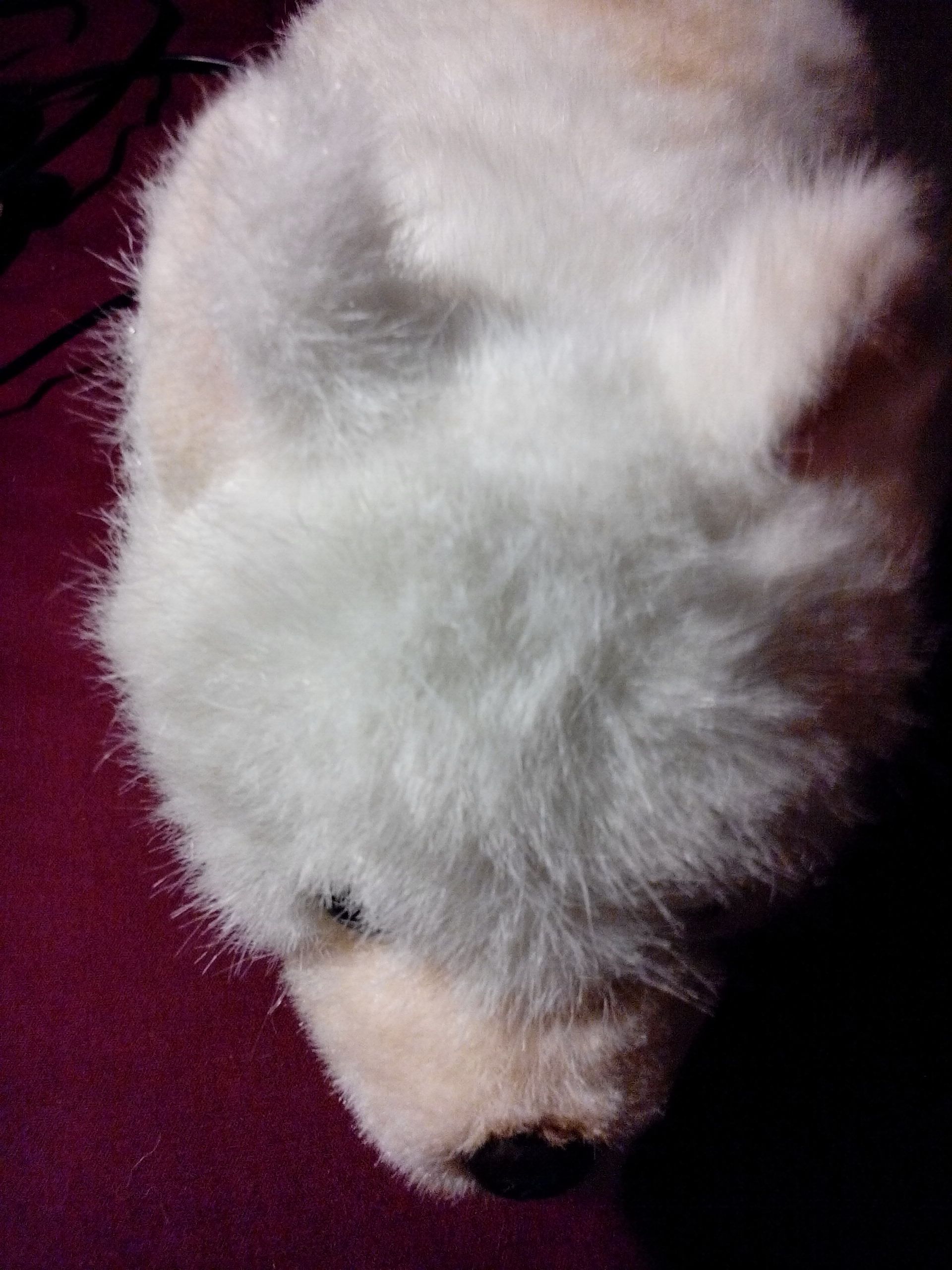 Turkey candle holders