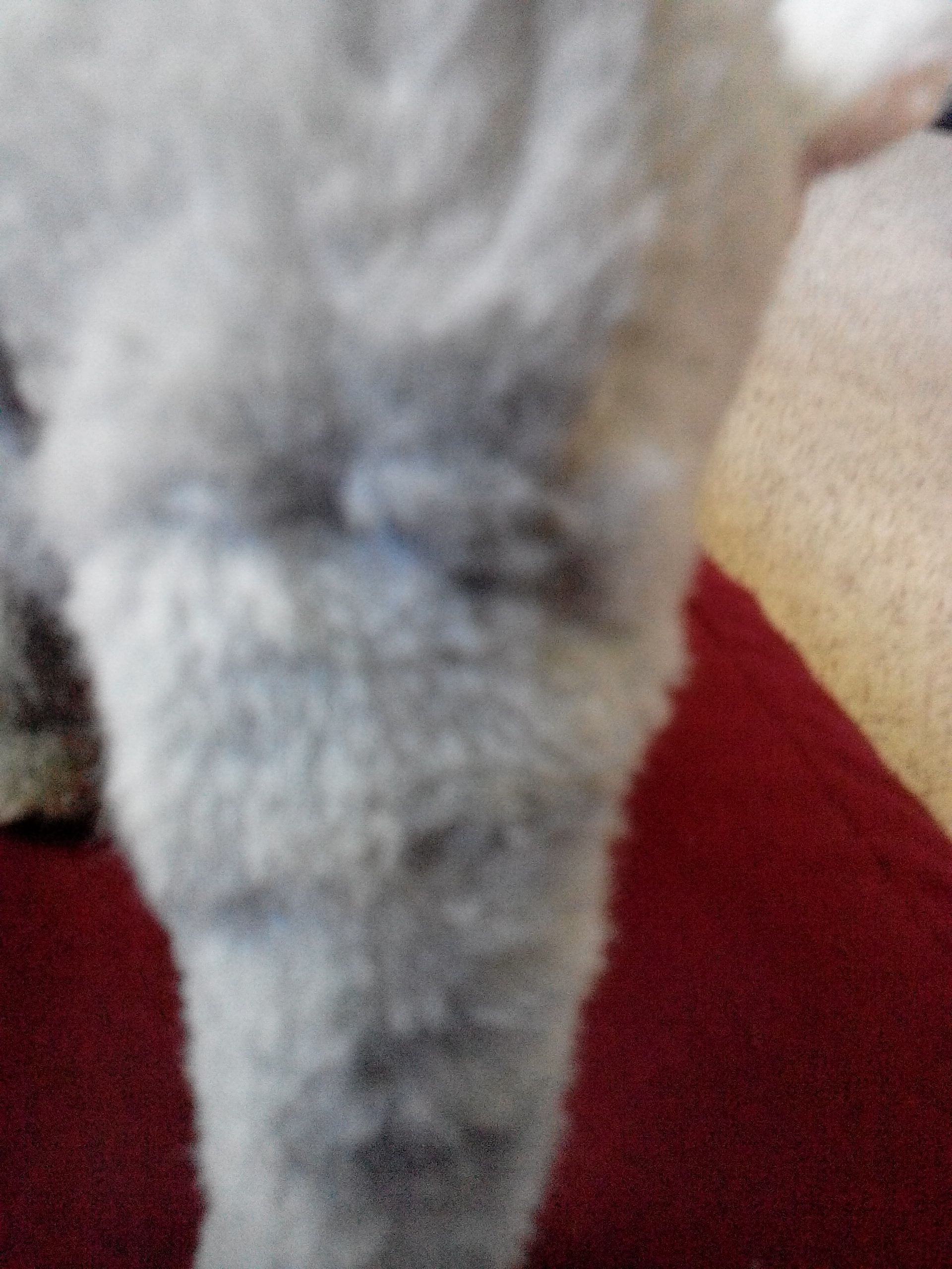 Elephant  (Battery operated stuffed animal) ornament collectible - Main Image 2