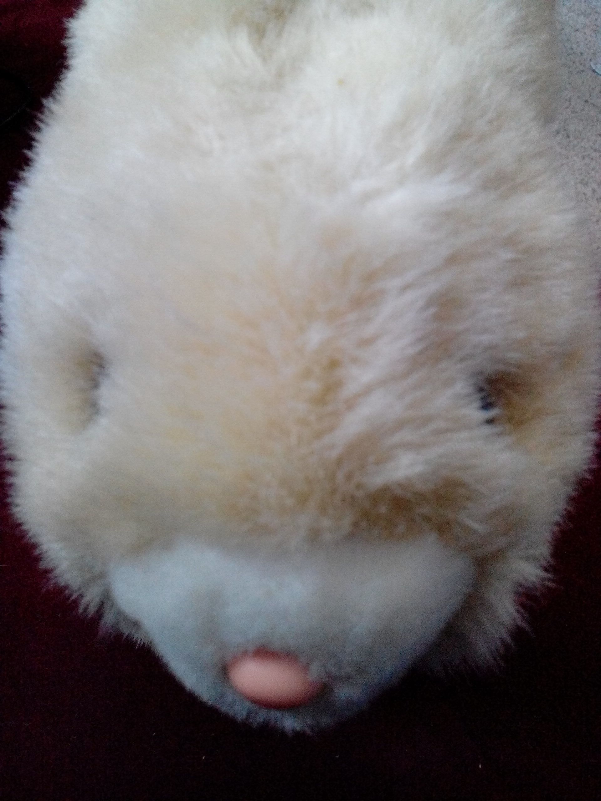 Bunny  (Battery operated stuffed animal) ornament collectible - Main Image 2