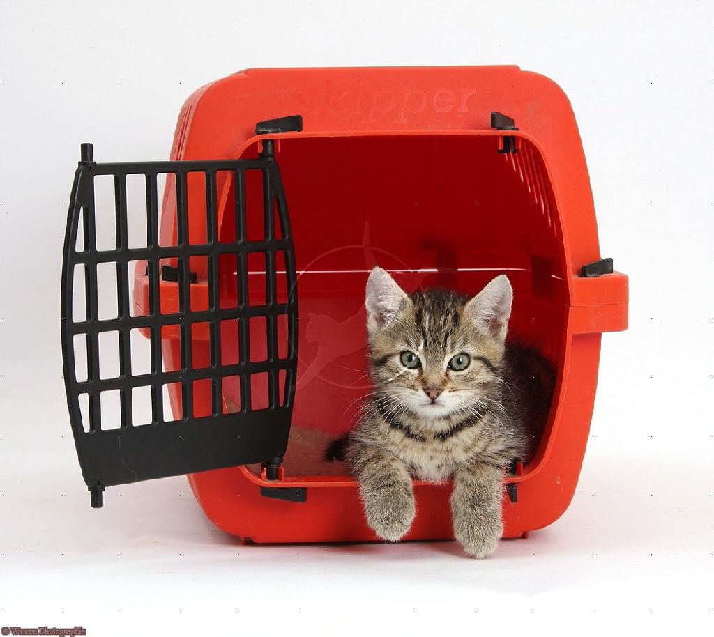 Tool chest and Drawers