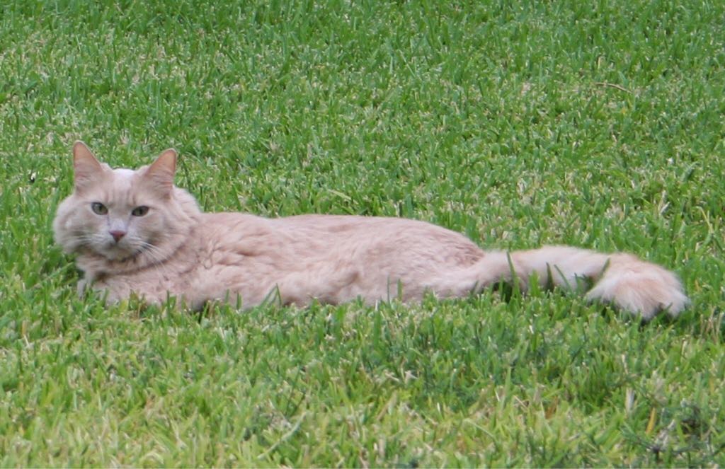 04-Ollie the Octopus Teenie Beanie Babies