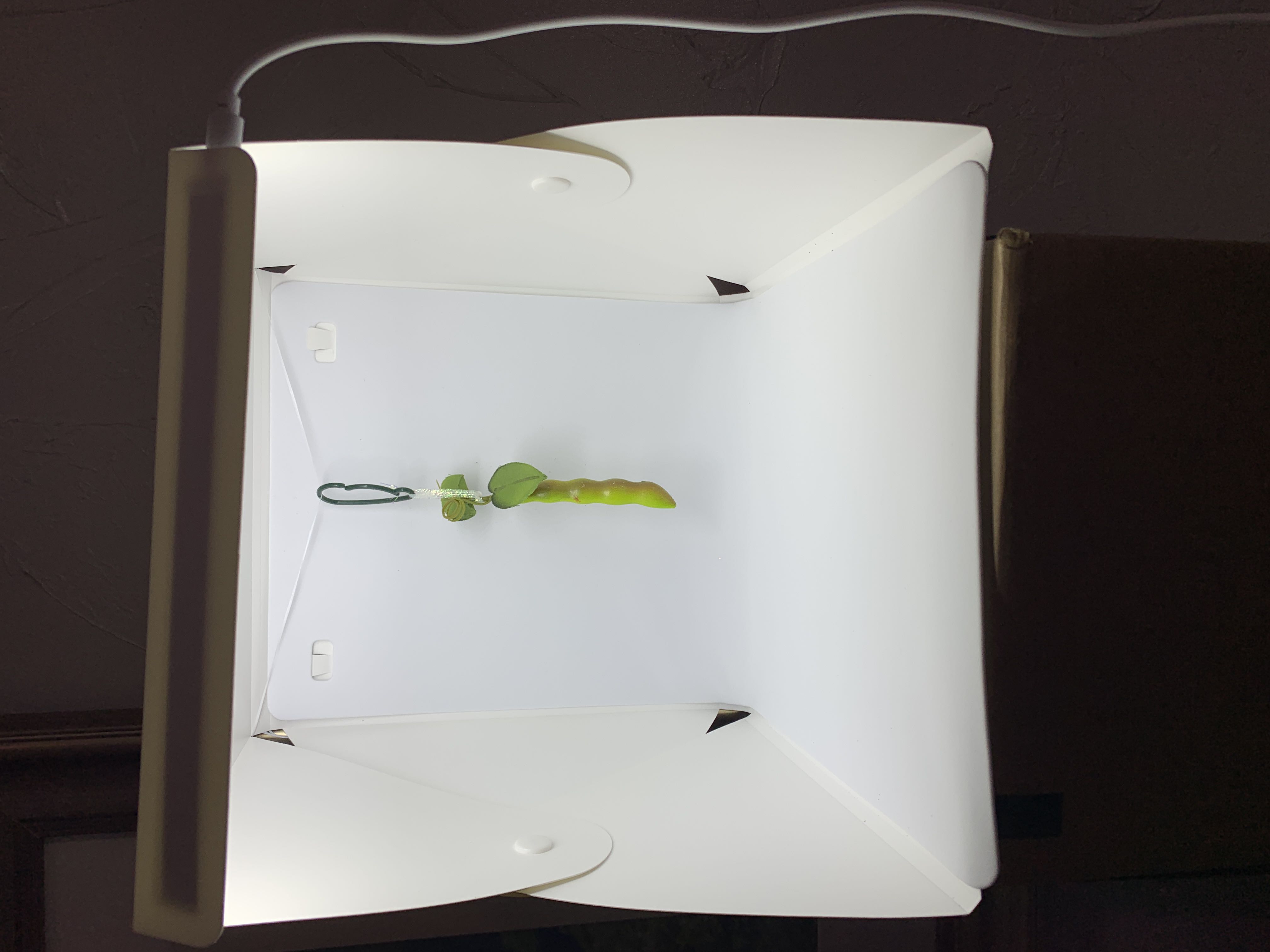 Peas  ornament collectible - Main Image 2