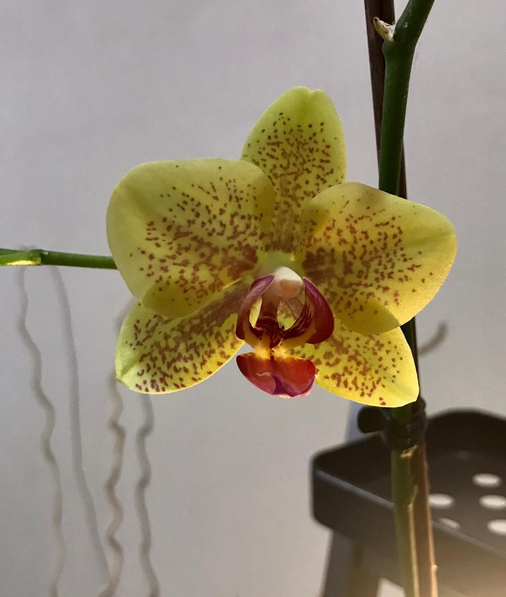 Phalaenopsis Sogo Pikachu “3880”  (Ibrido) ornament collectible - Main Image 2