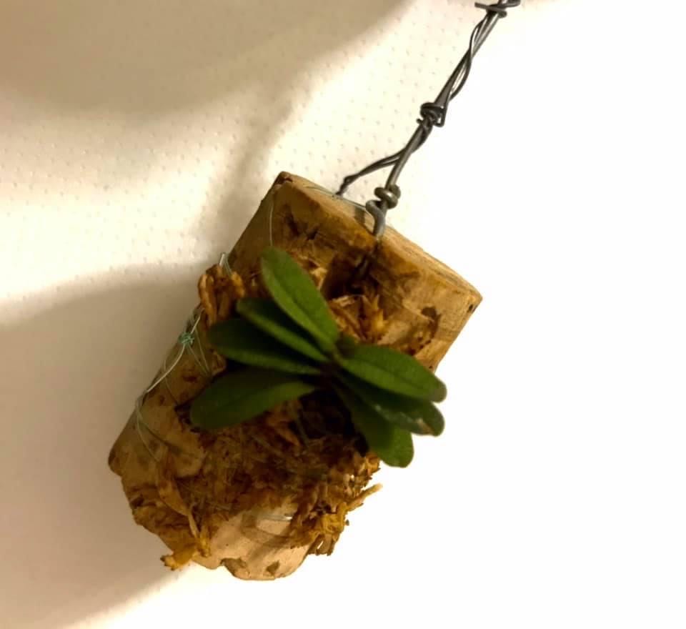 1933 Cleveland Indians