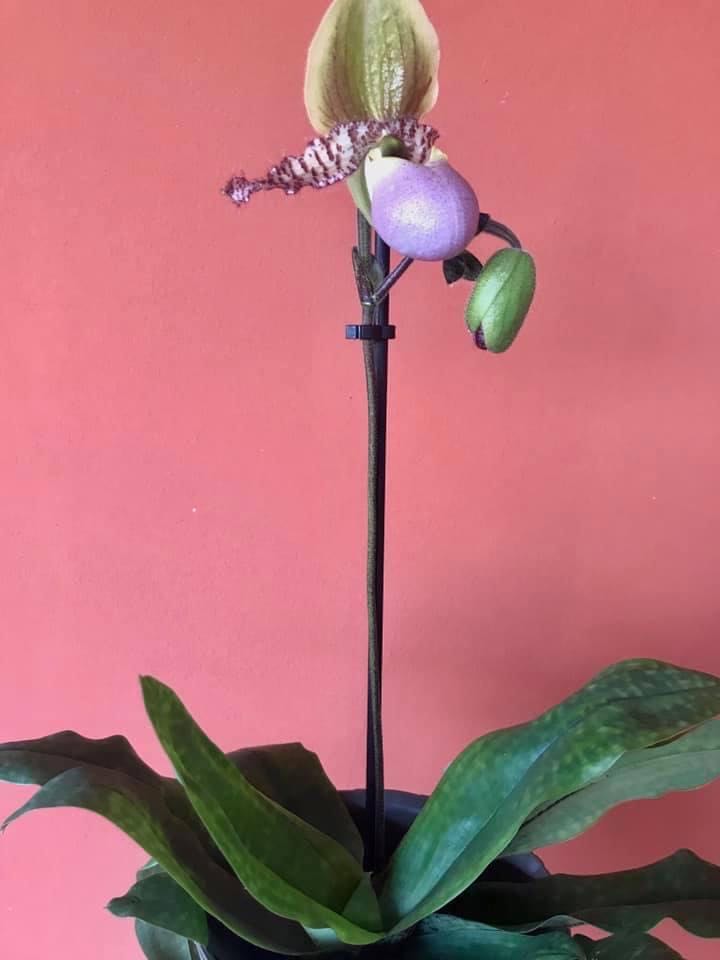 Paphiopedilum Pinocchio (Paphio) ornament collectible - Main Image 1