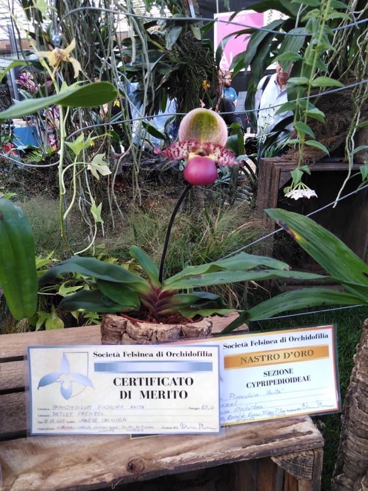 Paphiopedilum Pinocchio (Paphio) ornament collectible - Main Image 2