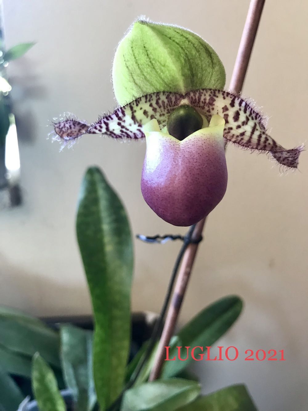 Paphiopedilum Pinocchio (Paphio) ornament collectible - Main Image 3