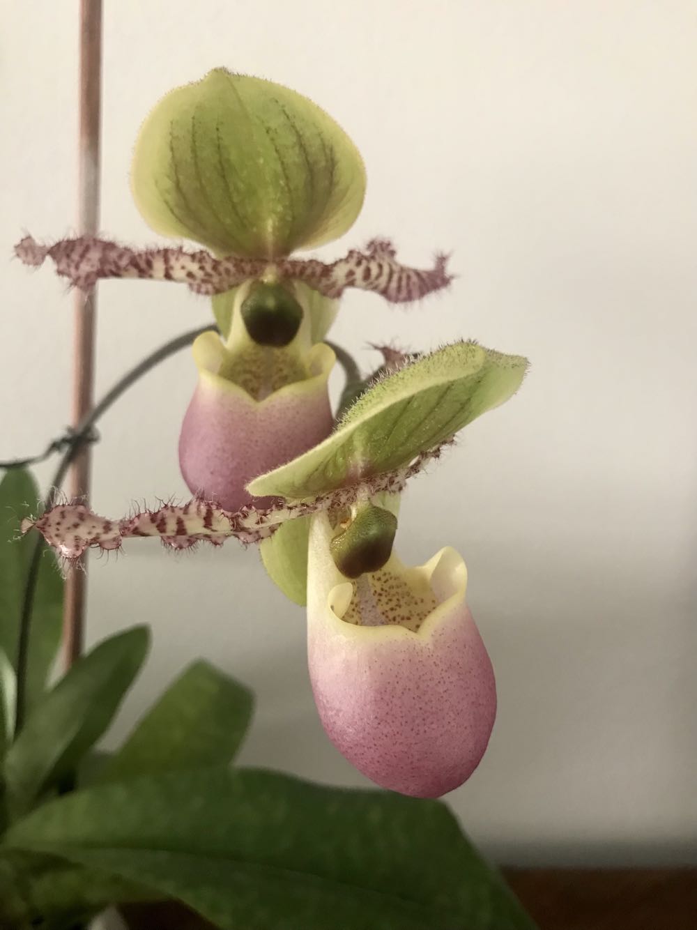 Paphiopedilum Pinocchio (Paphio) ornament collectible - Main Image 4