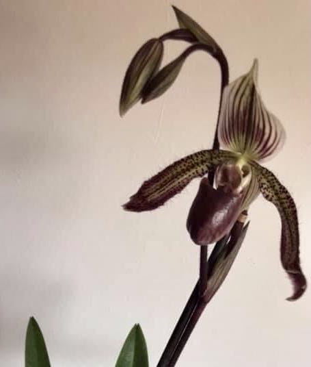Paphiopedilum Sukhakulii x Thailandense  (Botanica) ornament collectible - Main Image 2