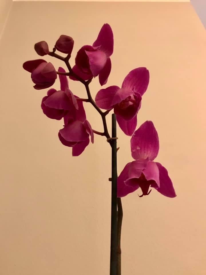 Rocking Horse Miniature 1991