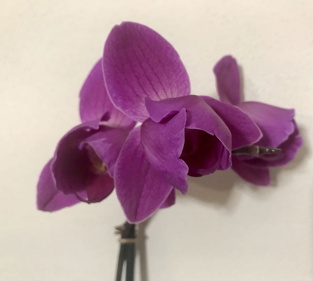 Phalaenopsis Viola   (Pelorica) ornament collectible - Main Image 2