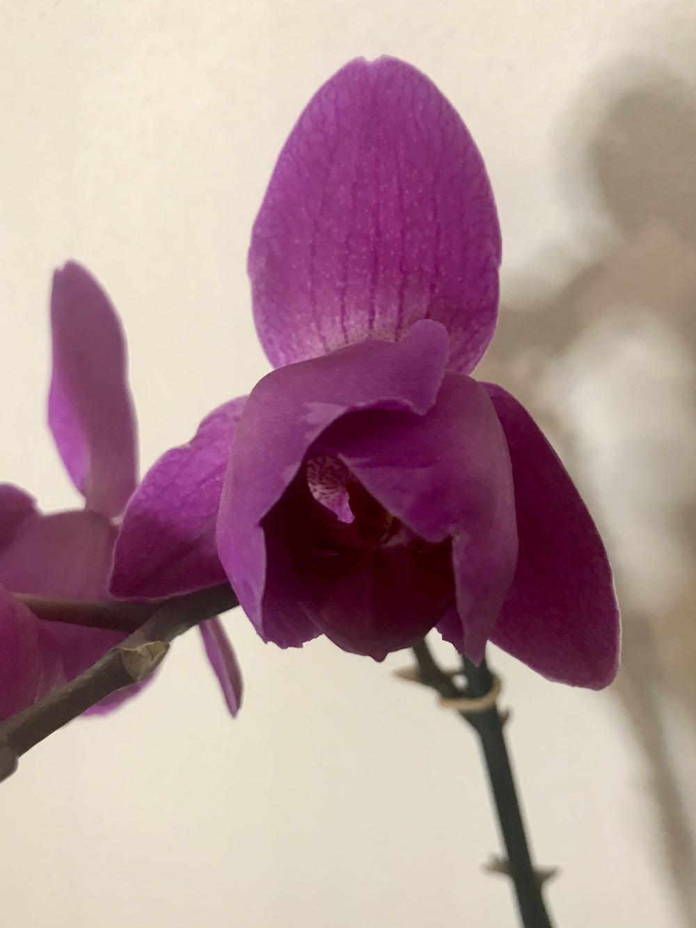 Phalaenopsis Pelorica Viola  (Pelorica) ornament collectible - Main Image 2