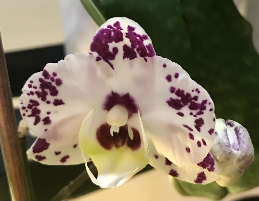 Grandma Willis Gifts 3 Plastic And Mirrors