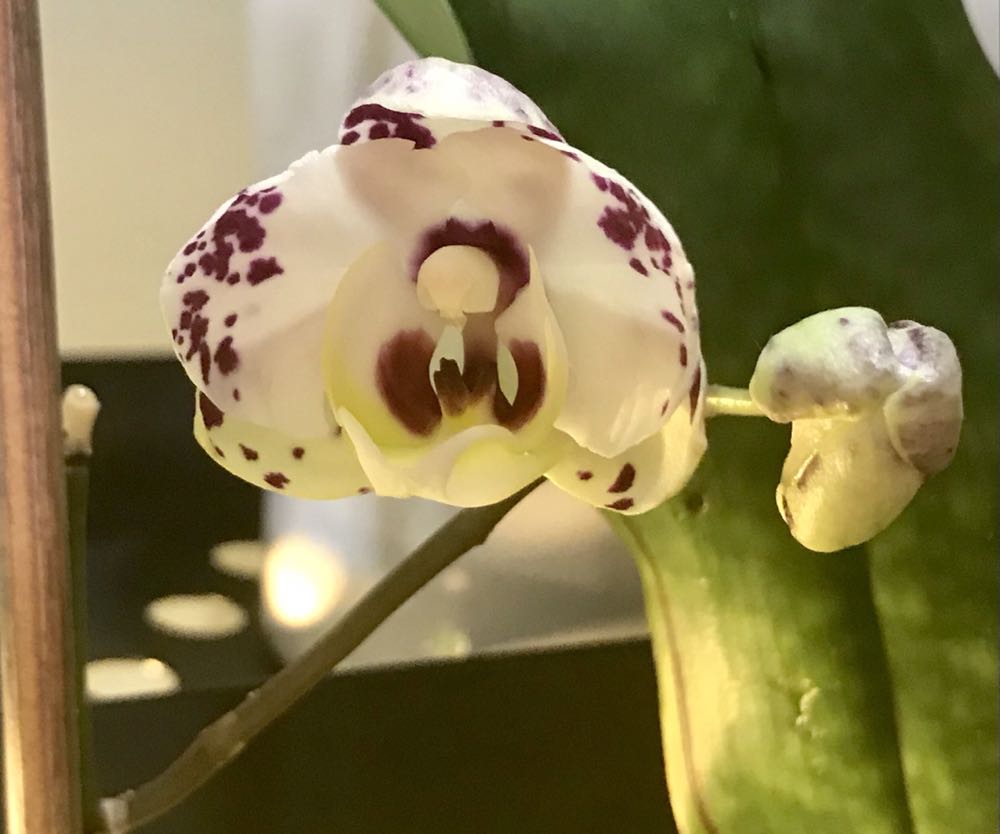 Phalaenopsis I-Hsin Dalmatian  (Ibrido) ornament collectible - Main Image 2