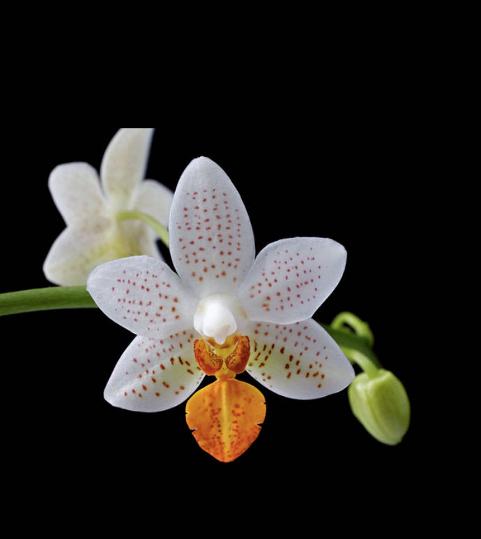 Phalaenopsis Mini Mark  (Mini Phal) ornament collectible - Main Image 2