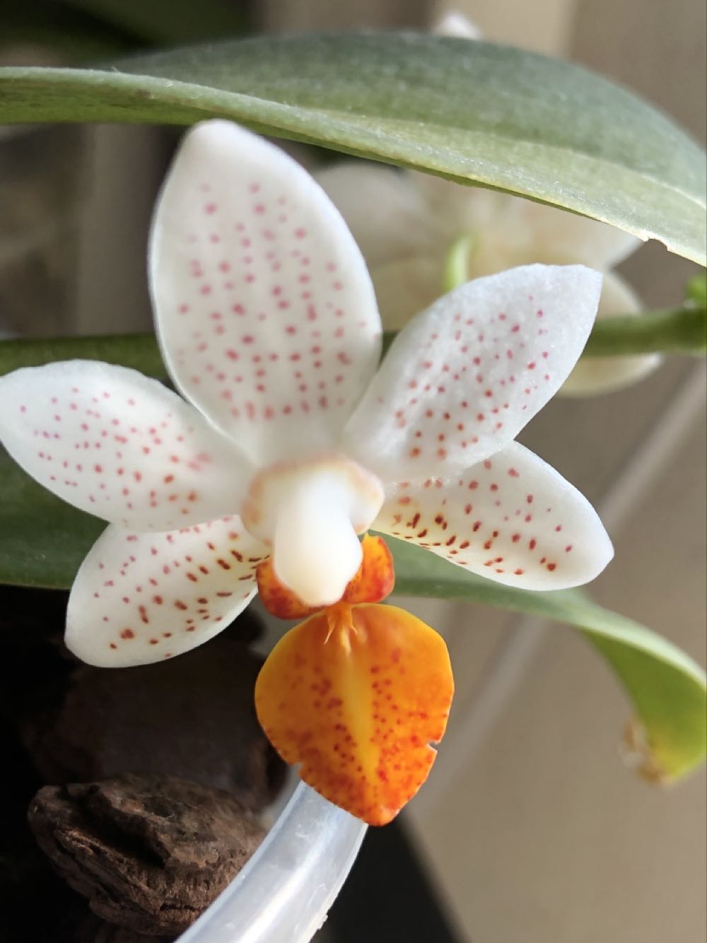 Phalaenopsis Mini Mark  (Mini Phal) ornament collectible - Main Image 3